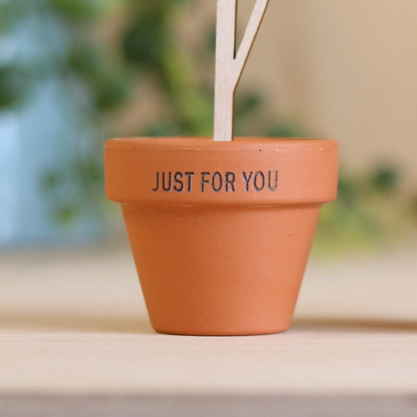 Three Daisy Stems in a Terracotta Pot