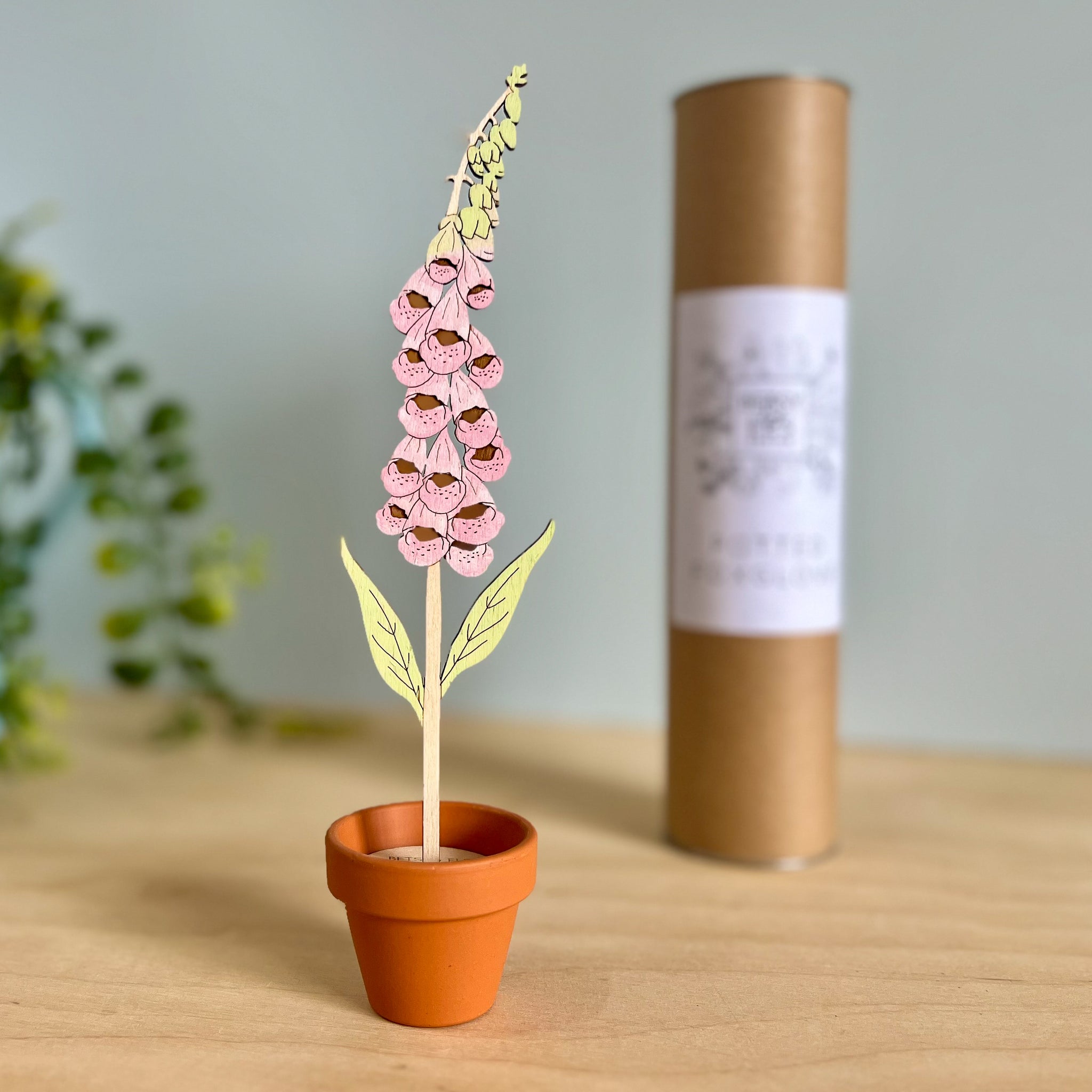 Wooden Foxglove stem in a Terracotta Pot