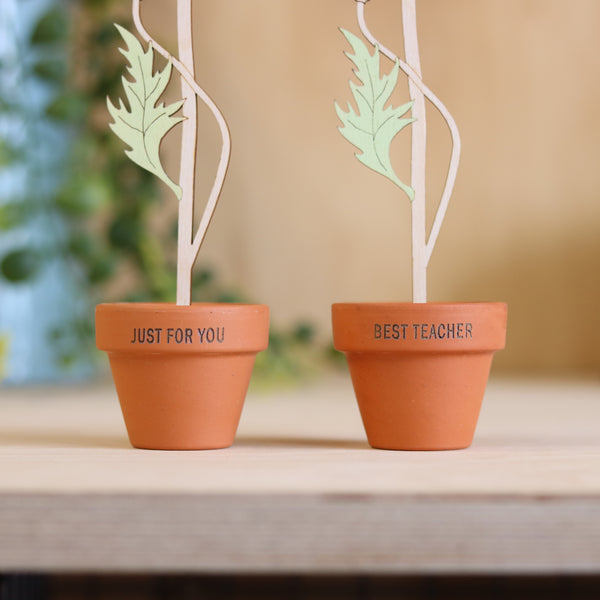 Wooden Foxglove stem in a Terracotta Pot