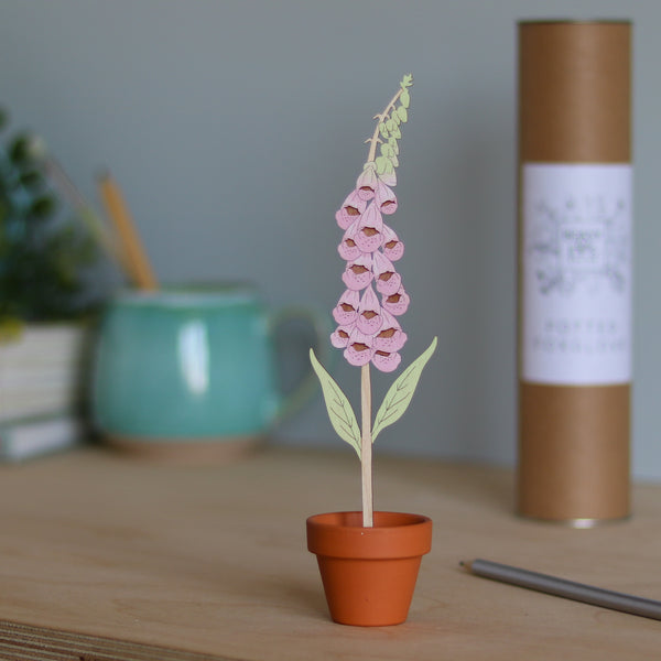 Wooden Foxglove stem in a Terracotta Pot