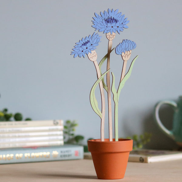 Three Cornflower Stems in a Terracotta Pot