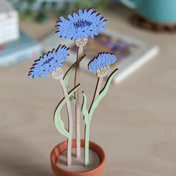 Three Cornflower Stems in a Terracotta Pot