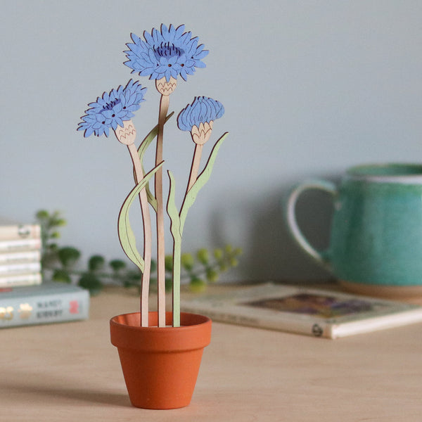 Three Cornflower Stems in a Terracotta Pot