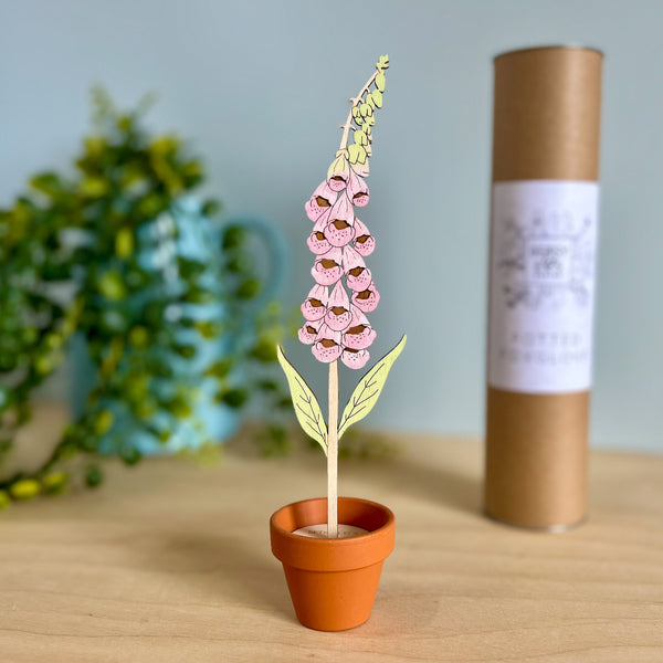 Wooden Foxglove stem in a Terracotta Pot